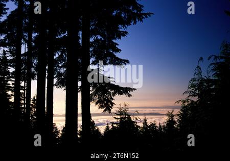 Fir silhouette with fog over Puget Sound from Mt Walker Viewpoint, Olympic National Forest, Washington Stock Photo