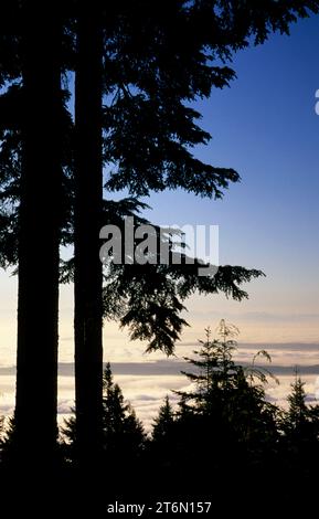 Fir silhouette with fog over Puget Sound from Mt Walker Viewpoint, Olympic National Forest, Washington Stock Photo