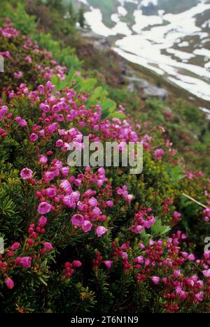 Mountain heath in Edith Basin, Mt Rainier National Park, Washington Stock Photo