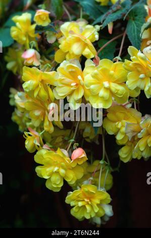 .Lush summer trailing yellow Begonia in a hanging basket. Stock Photo