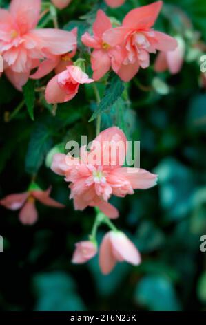 Lush summer trailing pink begonia in a hanging basket. Stock Photo