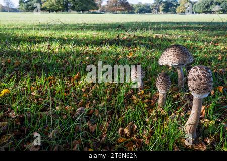 Parasol mushroom, Macrolepiota procera, growing in the deer park at Holkham, Norfolk. Stock Photo