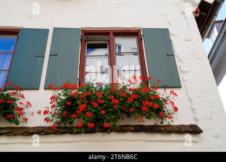 rustic windows with cute white curtains, green wooden shutters and red geraniums on the window ledge in the historic German Ulm city, Germany Stock Photo