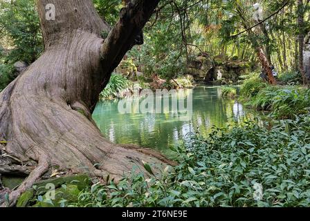 A secular tree in the English Garden of Caserta Royal Palace near the bath of Venus statue, Campania, Italy Stock Photo