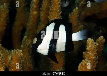 Whitetail Dascyllus (Dascyllus aruanus, aka Humbug Damselfish, Three Stripe Damsel). Triton Bay, West Papua, Indonesia Stock Photo