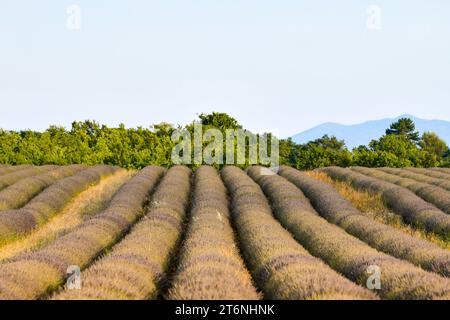 Lavender field along the Plateau de Valensole, Brunet, Alpes-de-Haute-Provence, France, Europe. Stock Photo