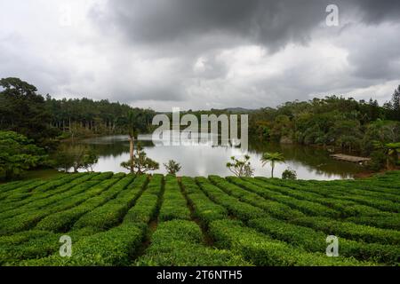 Tea Plantation and Lake in Bois Cheri, Mauritius with Shrubs and Bushes Stock Photo