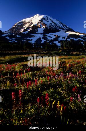 Mt Rainier from Spray Park, Mt Rainier National Park, Washington Stock Photo