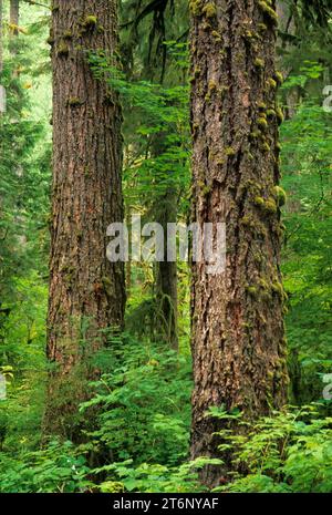 Ancient forest, North Fork Sauk Wild & Scenic River, Mt Baker-Snoqualmie National Forest, Washington Stock Photo