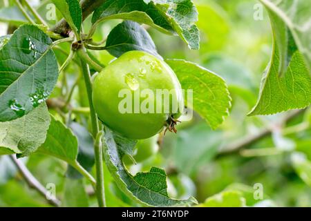 Crab Apple (malus sylvestris), close up of a solitary green apple hanging from a branch of a tree with a raindrop on its surface as it starts to rain. Stock Photo