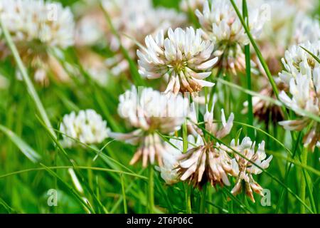 White Clover (trifolium repens), also known as Dutch Clover, close up focusing on a single white flower of the common plant out of a mass of others. Stock Photo