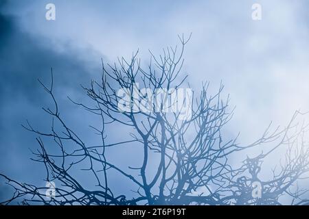 Double exposure blended with nature, trees form, creative art of beauty and tranquility, abstract Stock Photo