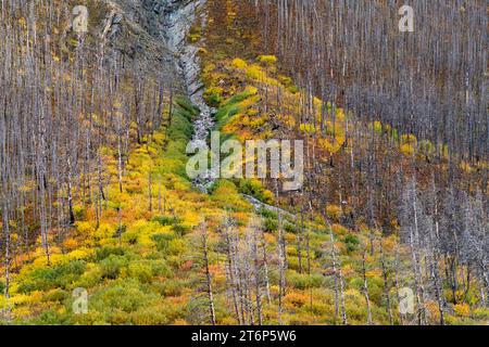 Snow line on the mountains of Waterton Lakes National Park with fall foliage, Alberta, Canada. Stock Photo