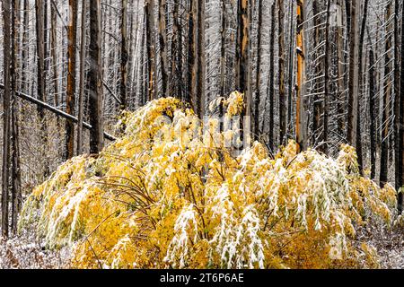 The first snowfall of the season in the higher elevations of Waterton Lakes National Park, Alberta, Canada. Stock Photo