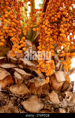 Unripe date bunches on a palm tree. Stock Photo