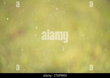 Defocus lights. Drops of water reflect on the background of blurred greenery. Stock Photo