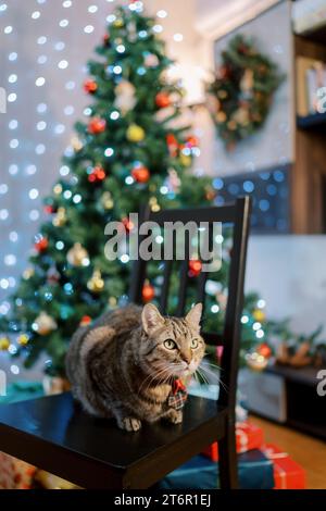 Striped cat sits on a chair near a decorated Christmas tree and looks ahead Stock Photo