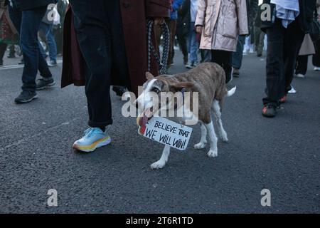 London, UK. 11 Nov 2023. A dog wears a placard as hundreds of thousands of protesters have come together on Armistice Day to call for an immediate ceasefire in the Middle East, where thousands of innocent civilians including many children have died both in the Hamas attack on Israel and subsequent air strikes by Israel which have devastated large areas of Gaza. Kiki Streitberger/Alamy Live News Stock Photo