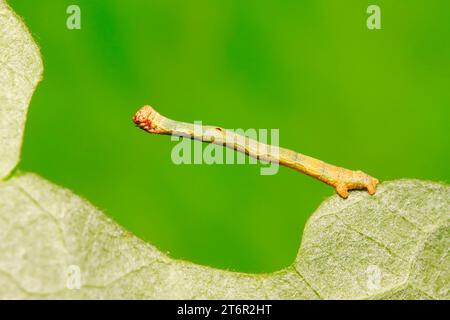 cankerworm larvae on plant in the wild Stock Photo