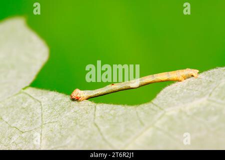 cankerworm larvae on plant in the wild Stock Photo