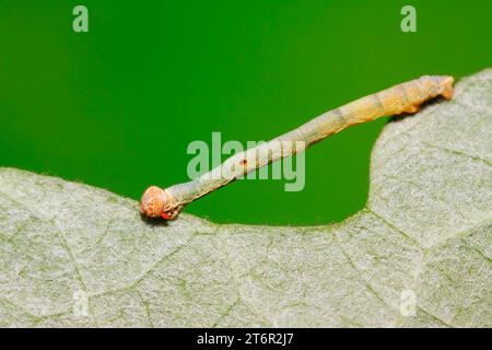 cankerworm larvae on plant in the wild Stock Photo