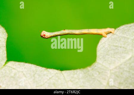 cankerworm larvae on plant in the wild Stock Photo