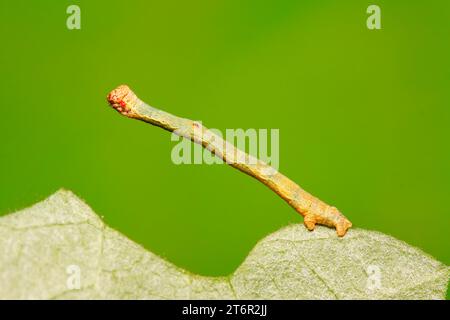 cankerworm larvae on plant in the wild Stock Photo