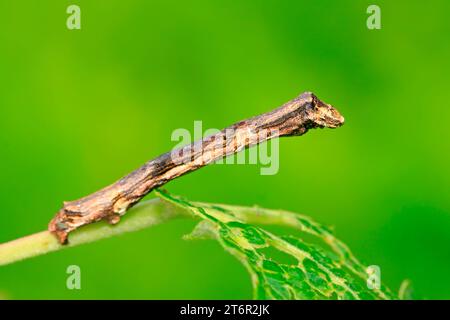 cankerworm larvae on plant in the wild Stock Photo