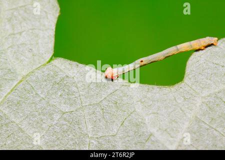 cankerworm larvae on plant in the wild Stock Photo