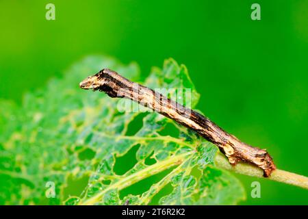 cankerworm larvae on plant in the wild Stock Photo