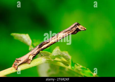 cankerworm larvae on plant in the wild Stock Photo