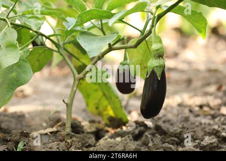 Small ripe eggplants growing on stem outdoors Stock Photo