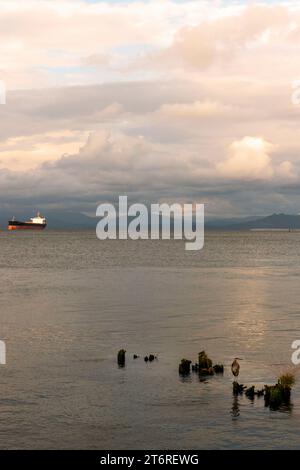 A blue heron rests on the remaining pilings from a long-ago pier in the Columbia River at Astoria, Oregon, while a shipping vessel waits in the waters Stock Photo