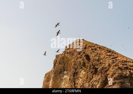 Pelicans and seagulls fly above Haystack Rock, a designated bird sanctuary, which rises out of the Pacific Ocean at crowded Cannon Beach, Oregon, on a Stock Photo