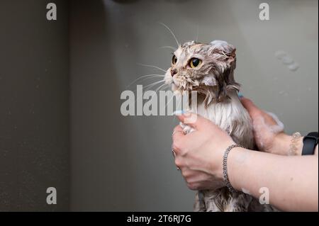 Woman shampooing a tabby gray cat in a grooming salon.  Stock Photo