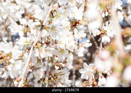 A honey bee in flight with full pollen pockets collecting pollen from a weeping cherry tree. Stock Photo