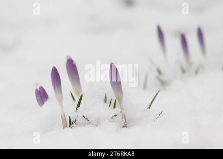 Small purple crocuses in the snow during an early spring morning. Stock Photo