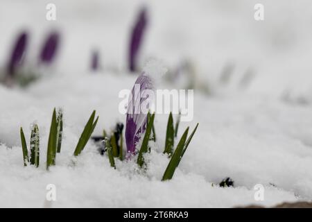 Small purple crocuses in the snow during an early spring morning. Stock Photo