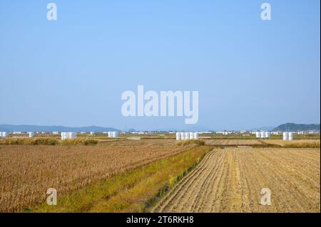 Korean traditional rice farming. Autumn rice field landscape. Korean rice paddies.Rice field and the sky in Ganghwa-do, Incheon, South Korea. Stock Photo