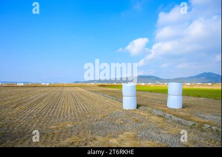 Korean traditional rice farming. Autumn rice field landscape. Korean rice paddies.Rice field and the sky in Ganghwa-do, Incheon, South Korea. Stock Photo