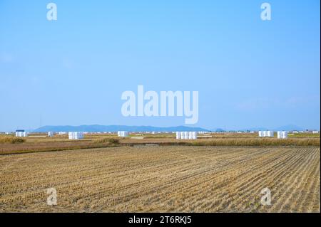 Korean traditional rice farming. Autumn rice field landscape. Korean rice paddies.Rice field and the sky in Ganghwa-do, Incheon, South Korea. Stock Photo