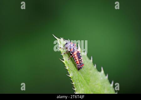 Ladybug larvae parasitized by mites on leaves, North China Stock Photo