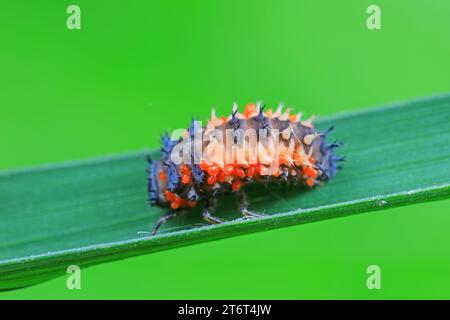 Ladybug larvae parasitized by mites on leaves, North China Stock Photo
