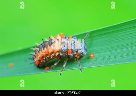 Ladybug larvae parasitized by mites on leaves, North China Stock Photo