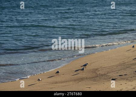 Seagulls relaxing on a sandy beach during sunset, travel content Stock Photo