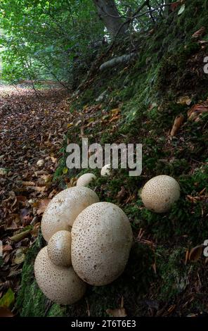Common Earthball mushroom [ Scleroderma citrinum ] on mossy bank under trees Stock Photo
