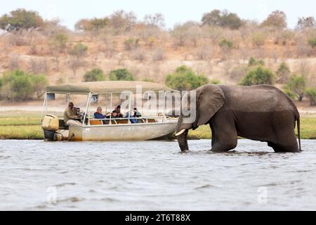 Tourists in a boat observe elephants along the riverside of Chobe River in Chobe National Park, Botswana. Stock Photo
