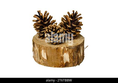 Still life with a pine cone on a piece of wood, still life on an isolated background Stock Photo
