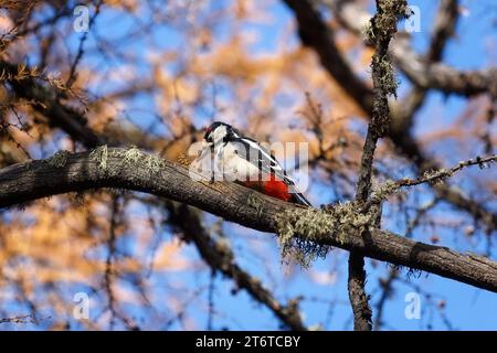Spotted woodpecker sitting on an old branch.Close-up Stock Photo