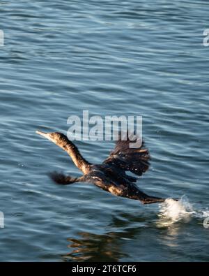 A little Black Cormorant bird taking off from the water of the ocean inlet, Forster NSW Australia Stock Photo